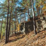 I_boschi_piu_belli_d_Italia_per_passeggiate_di_primavera_81714d4ca8